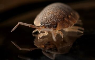 Bed Bug Treatment