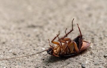 Cockroach Control