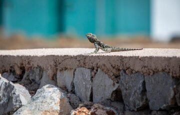 Lizard Control 