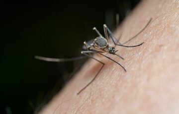Mosquitoes Control